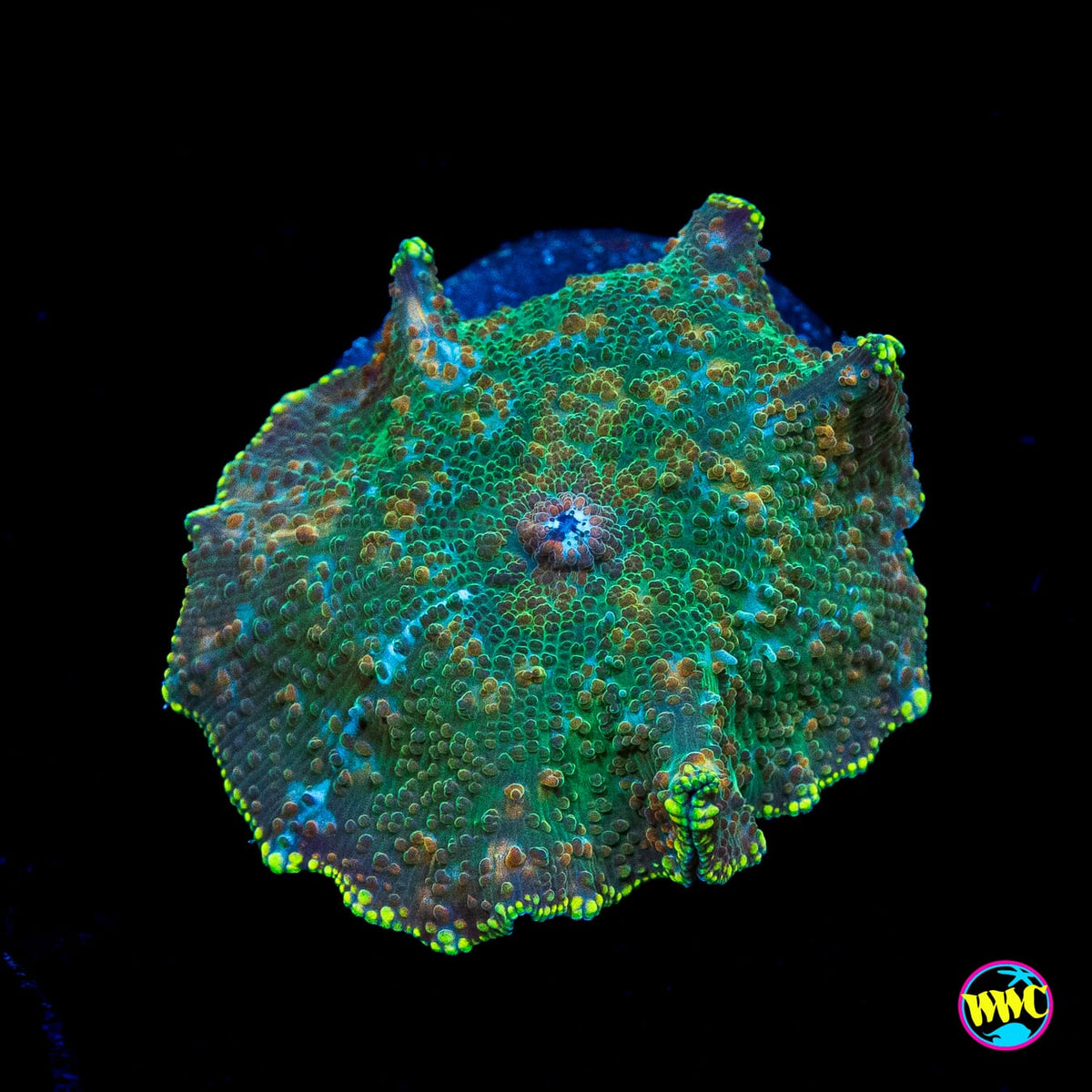 Limeade Disco Mushroom