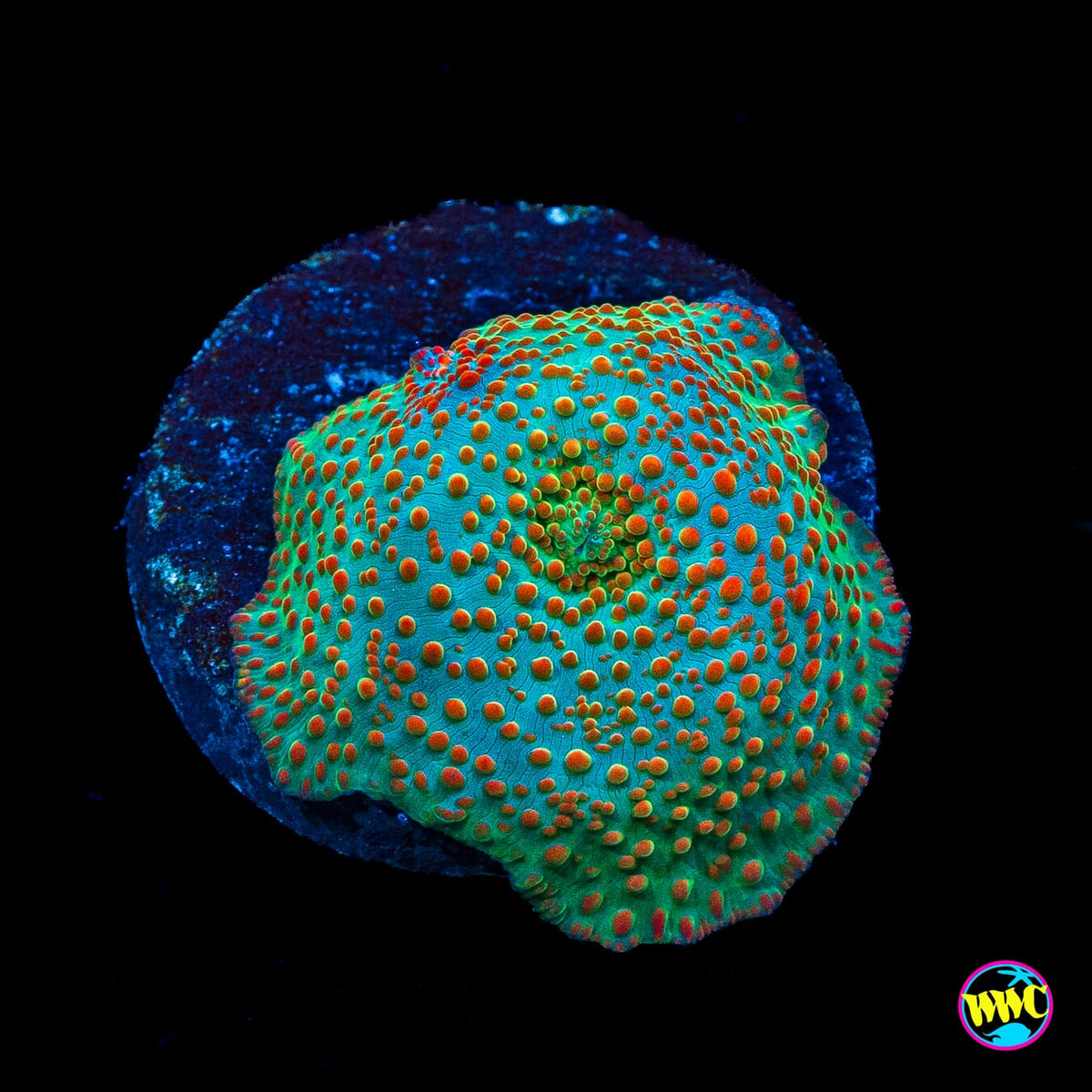 Frog Juice Disco Mushroom