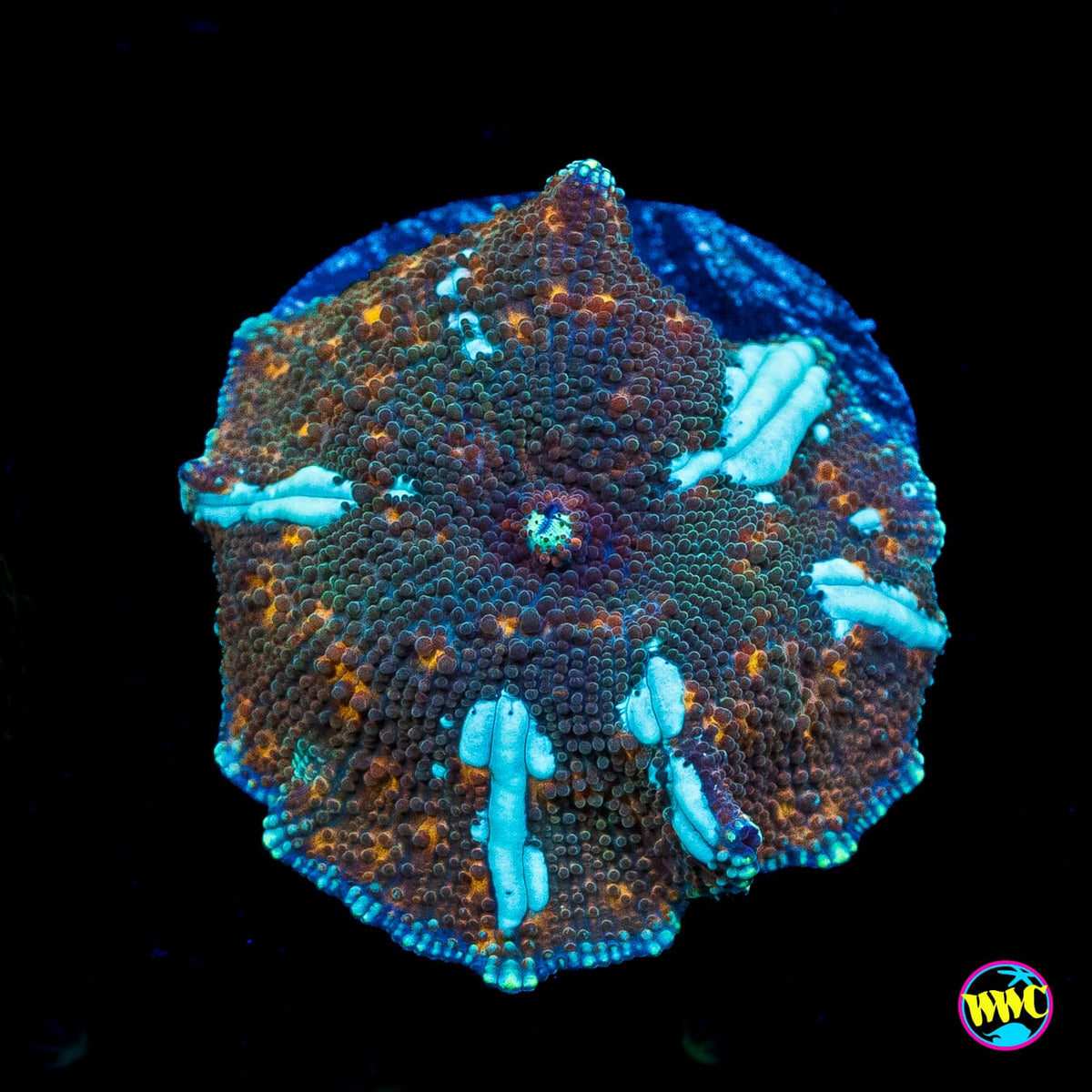 Bronze Iguana Disco Mushroom
