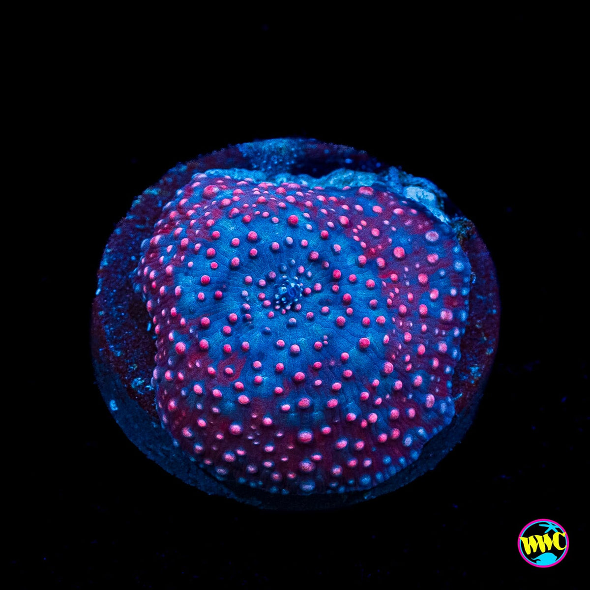 Nebula Disco Mushroom