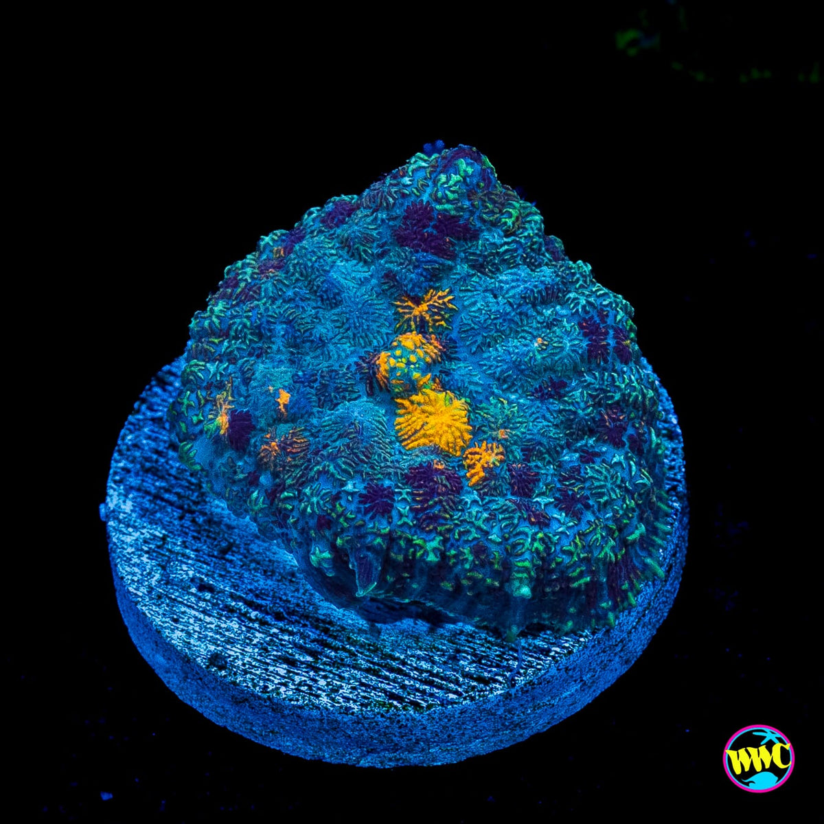 Citrus Grove Rhodactis Mushroom