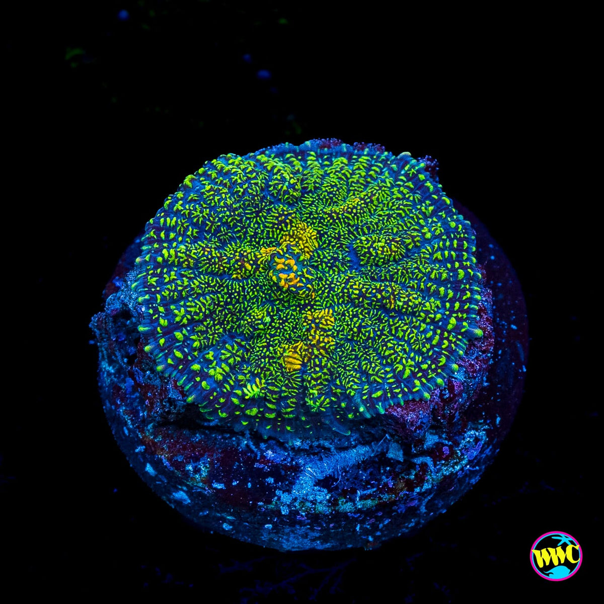 Icarus Rhodactis Mushroom