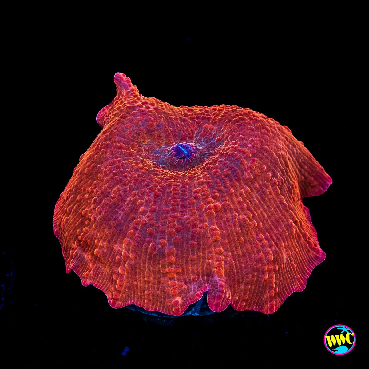 Trojan Horse Disco Mushroom