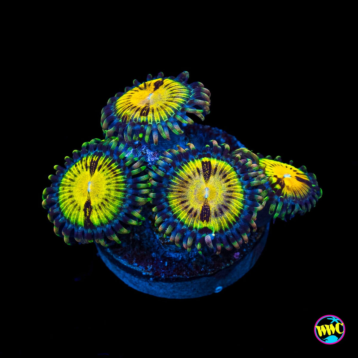 Butt Muncher Zoanthids