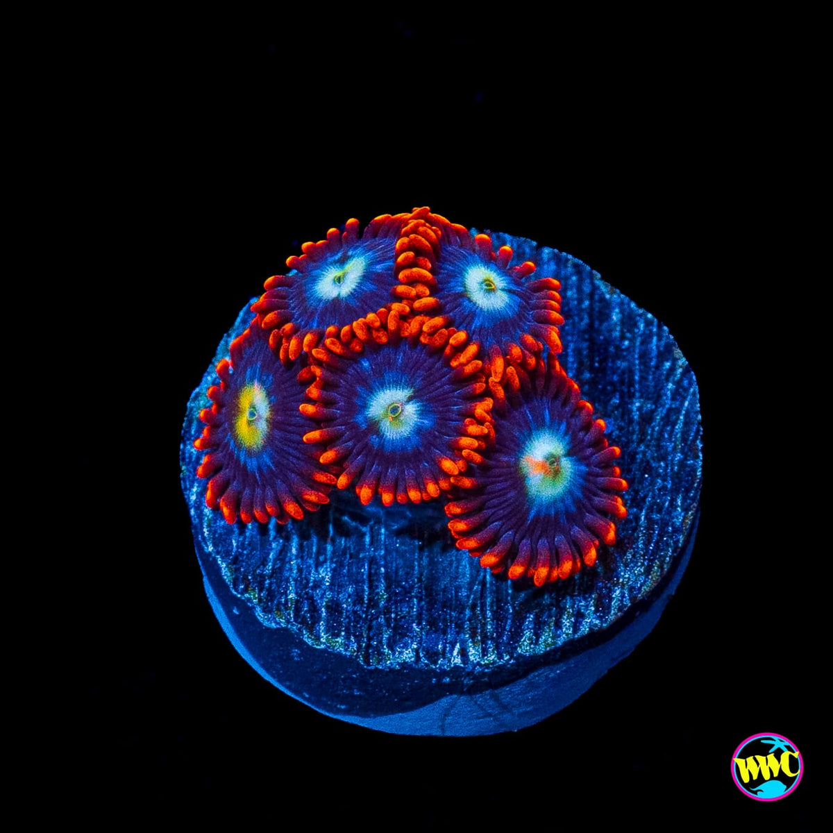 WWC Clementine Chaser Zoanthids