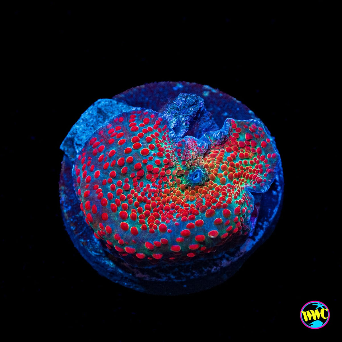Frog Juice Disco Mushroom