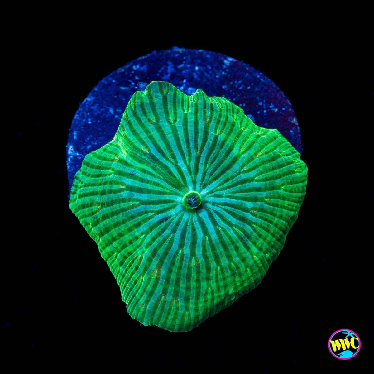 Green Zebra Disco Mushroom