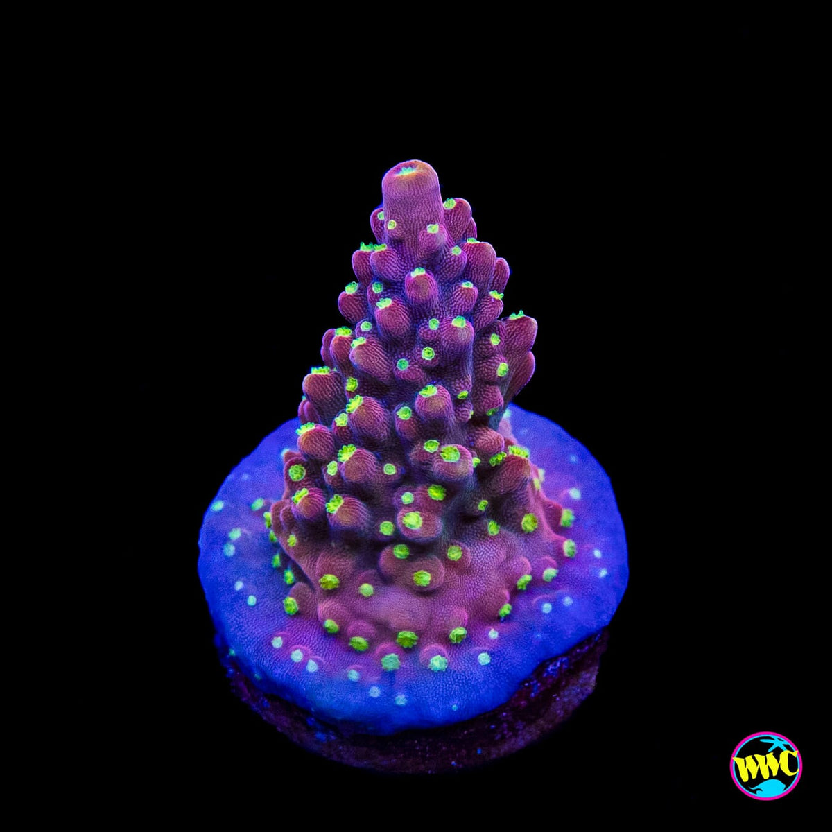 WWC Fruit Mix Acropora