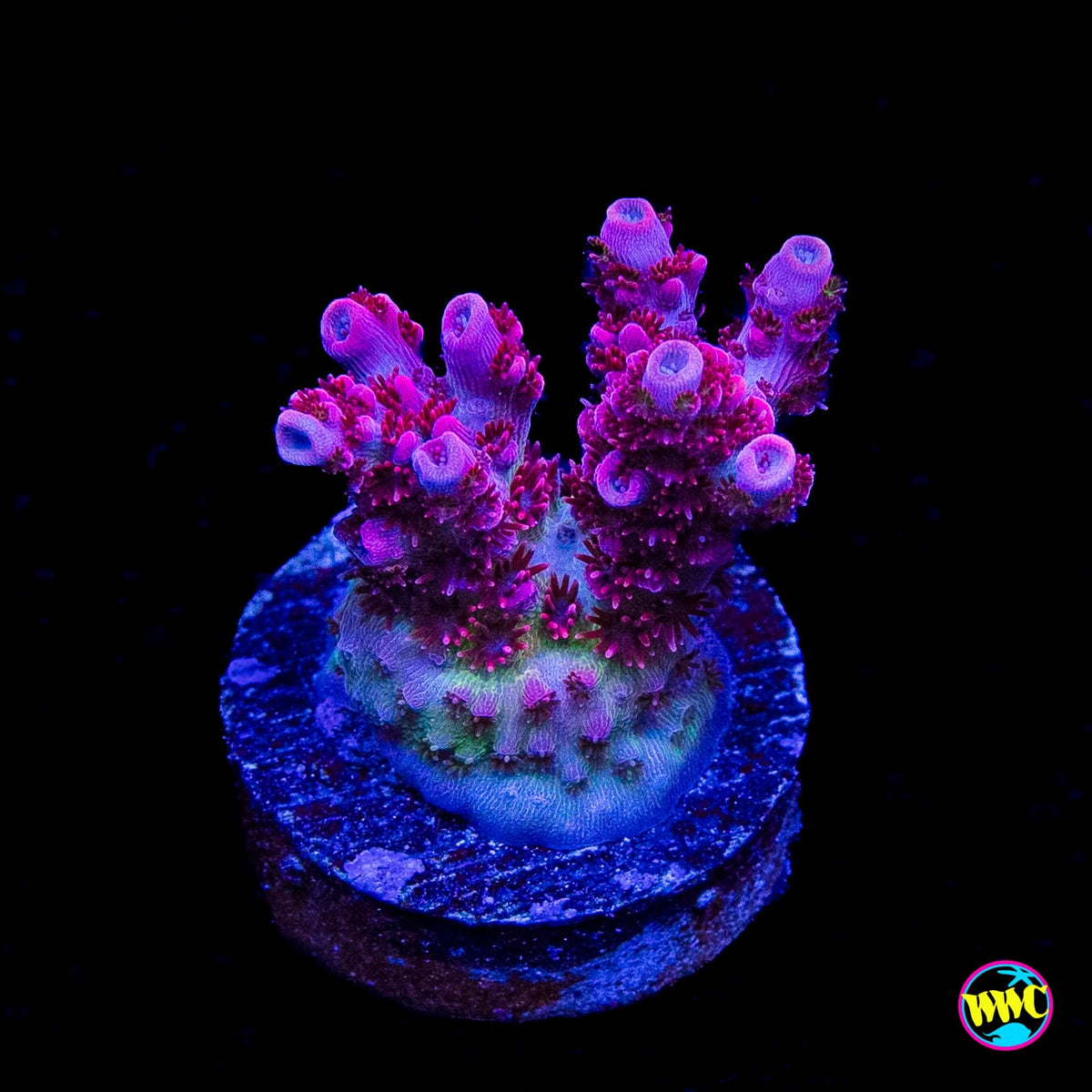 WWC Ruby Runner Acropora