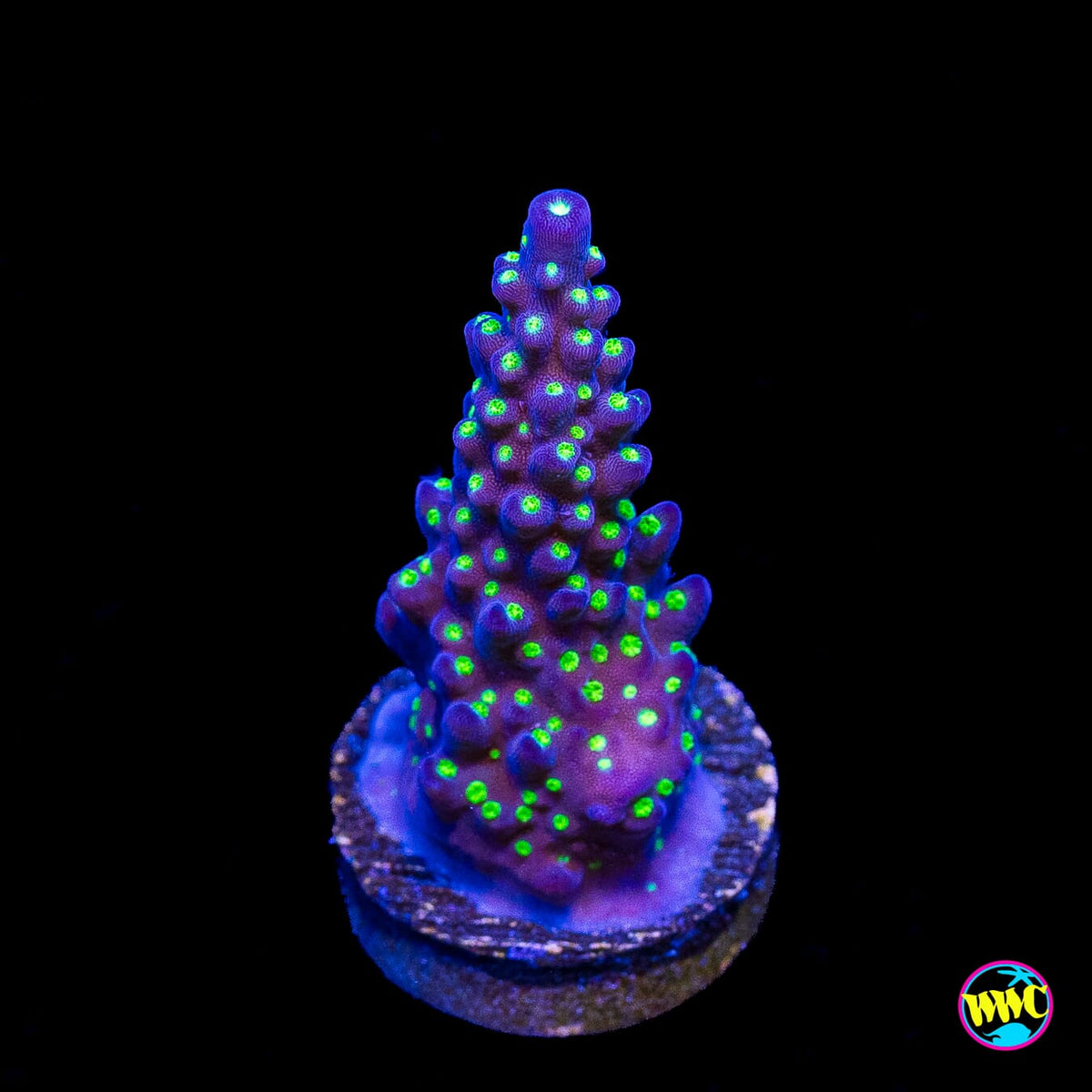 WWC Blueberry Fields Acropora