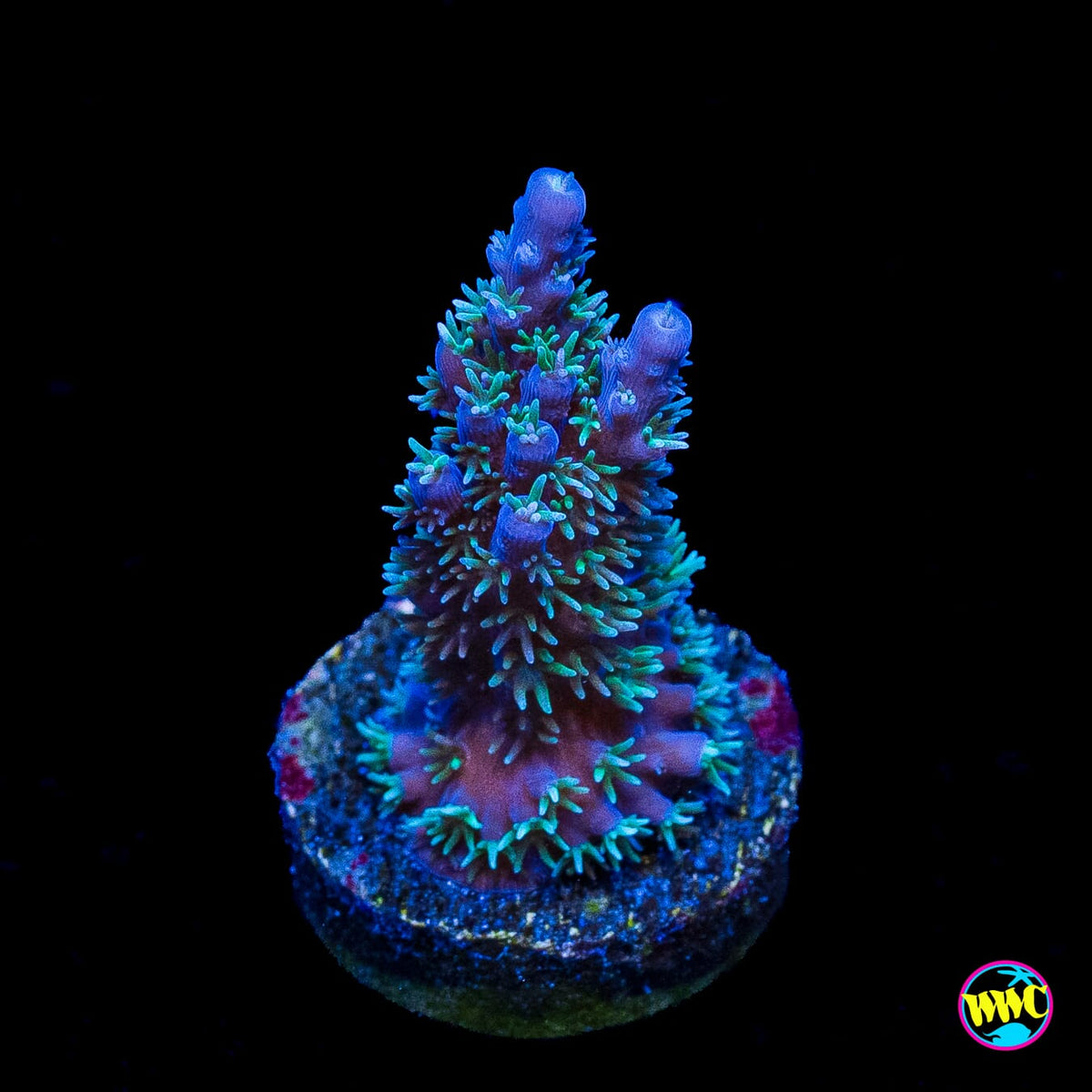 Zimmermans Blue Horrida Acropora