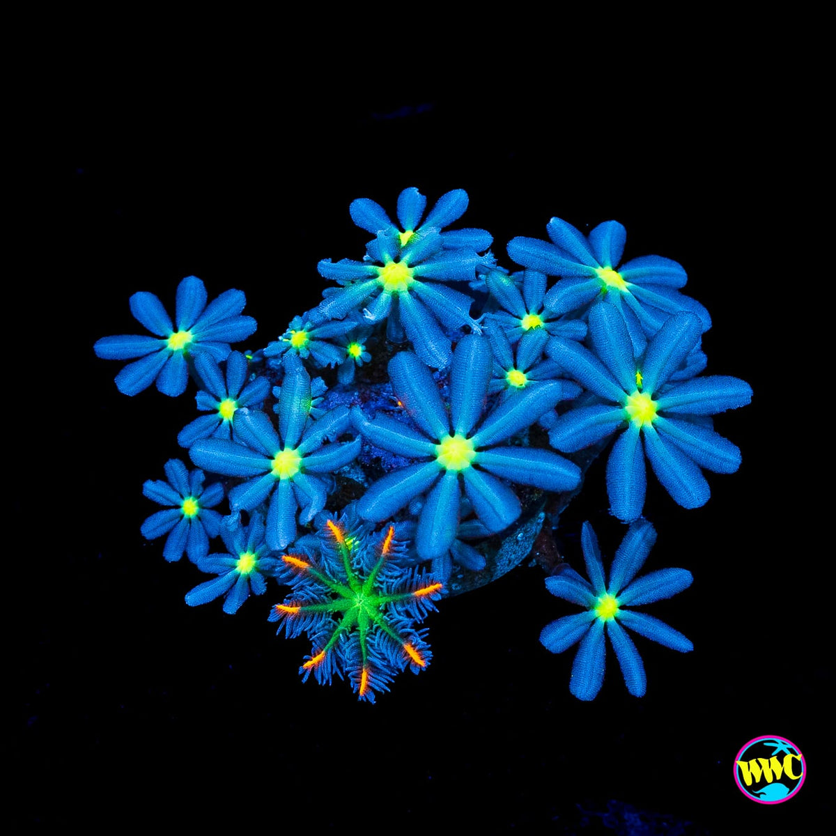 WWC Midnight Daisy Polyps