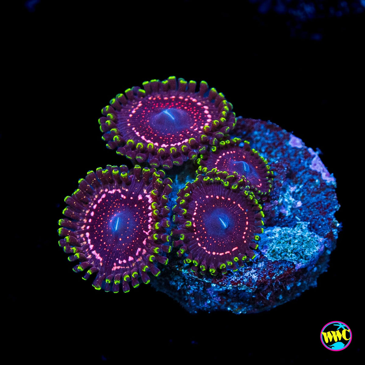 WWC Taser Zoanthids