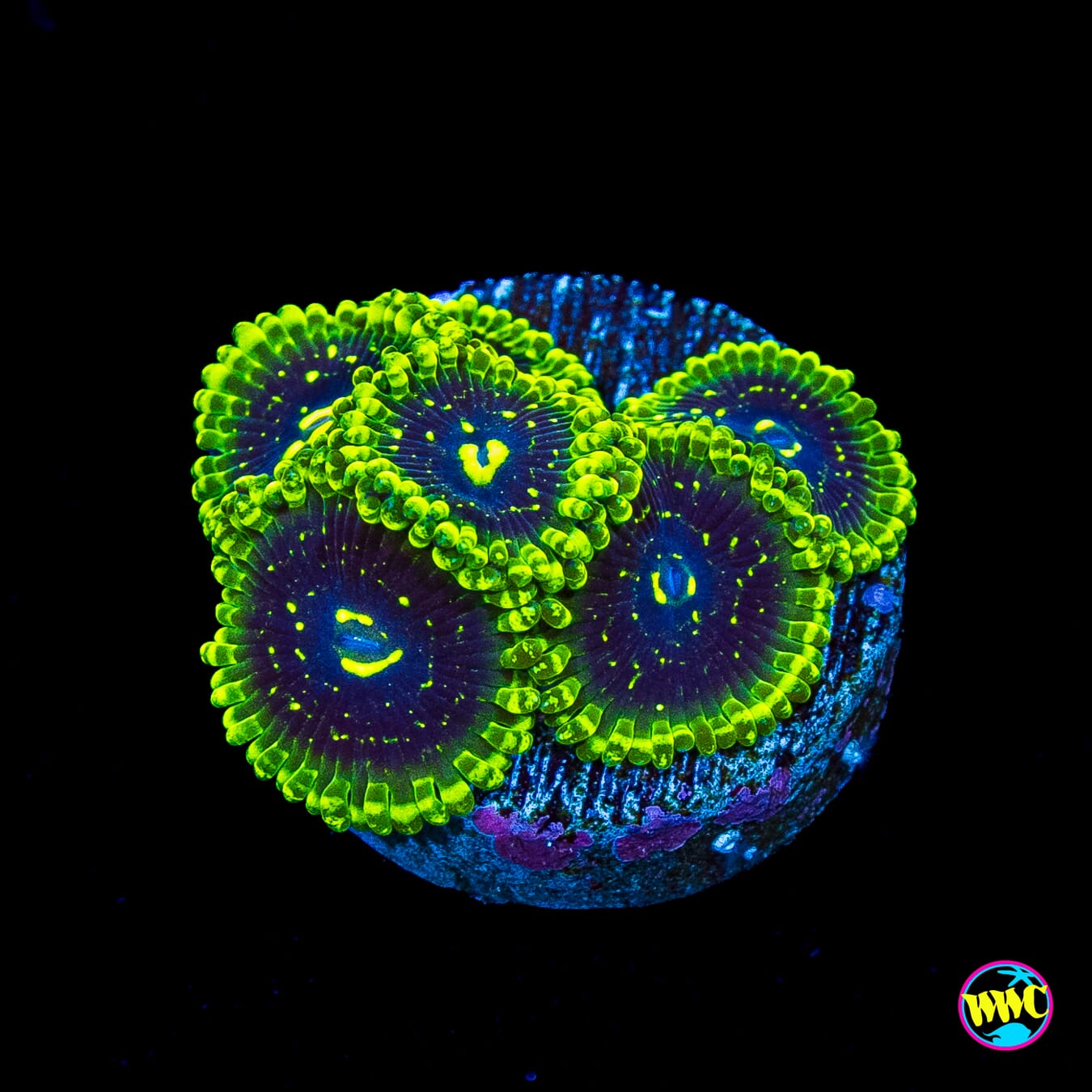 海水魚用品 Coral Box D300 Exosphere Zoanthids