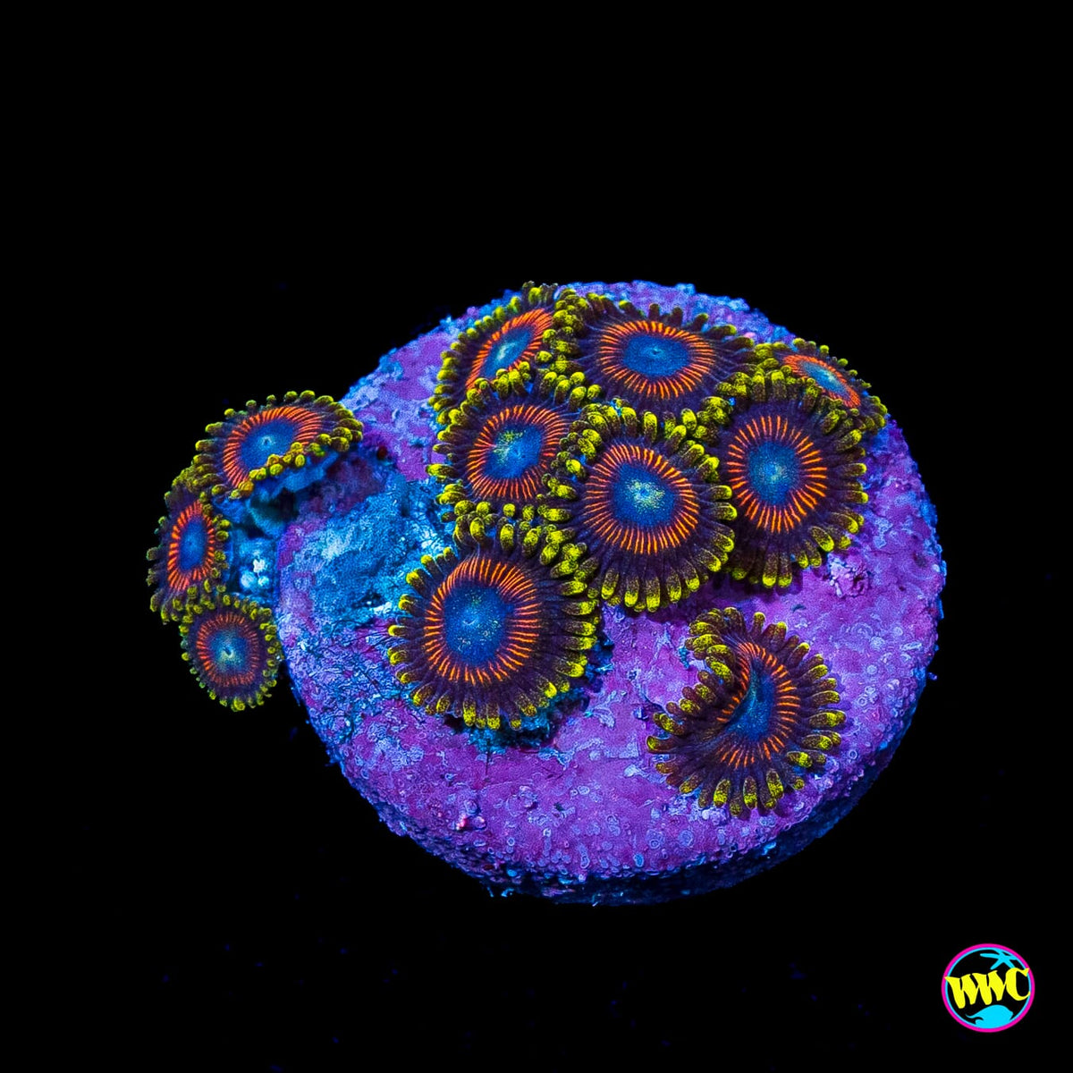 Eagle Eye Zoanthids