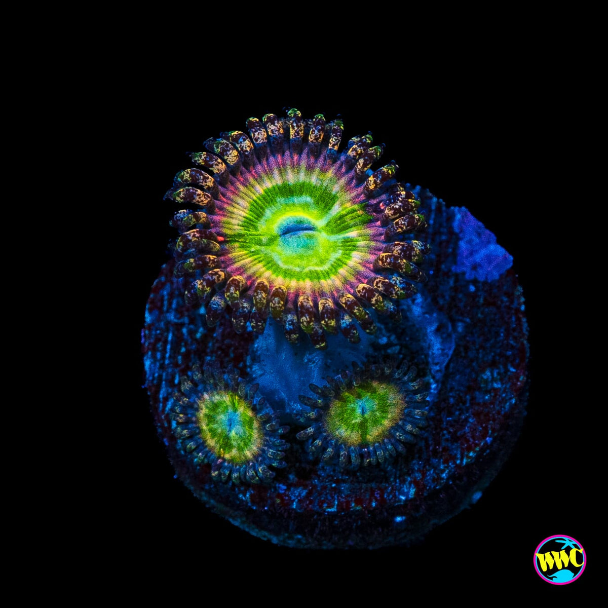 Rainbow Troll Zoanthids