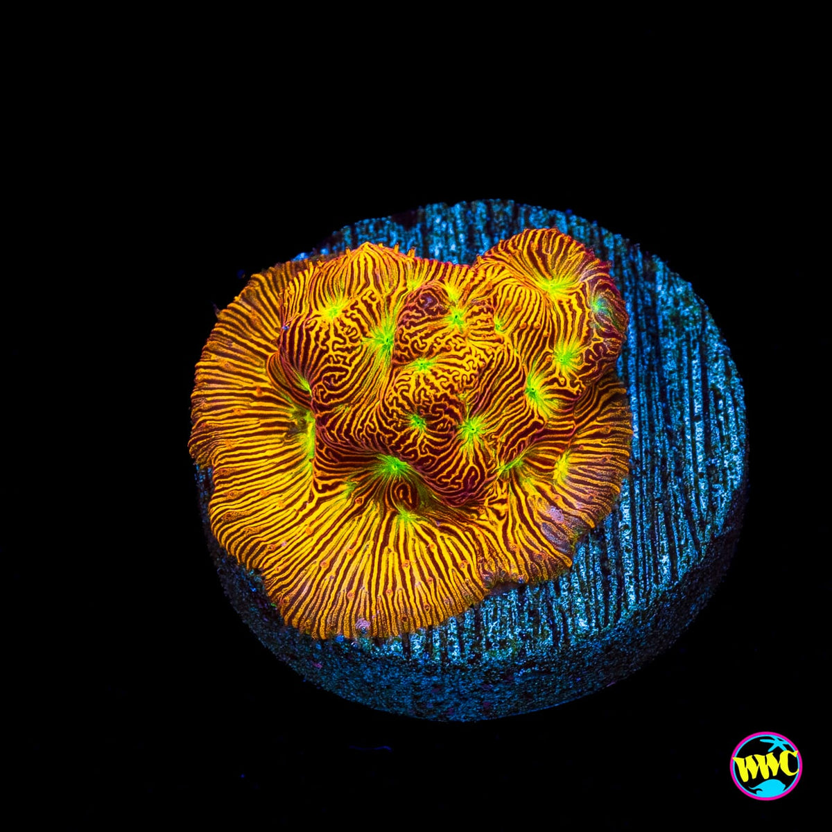 Jason Fox Jack-O-Lantern Leptoseris