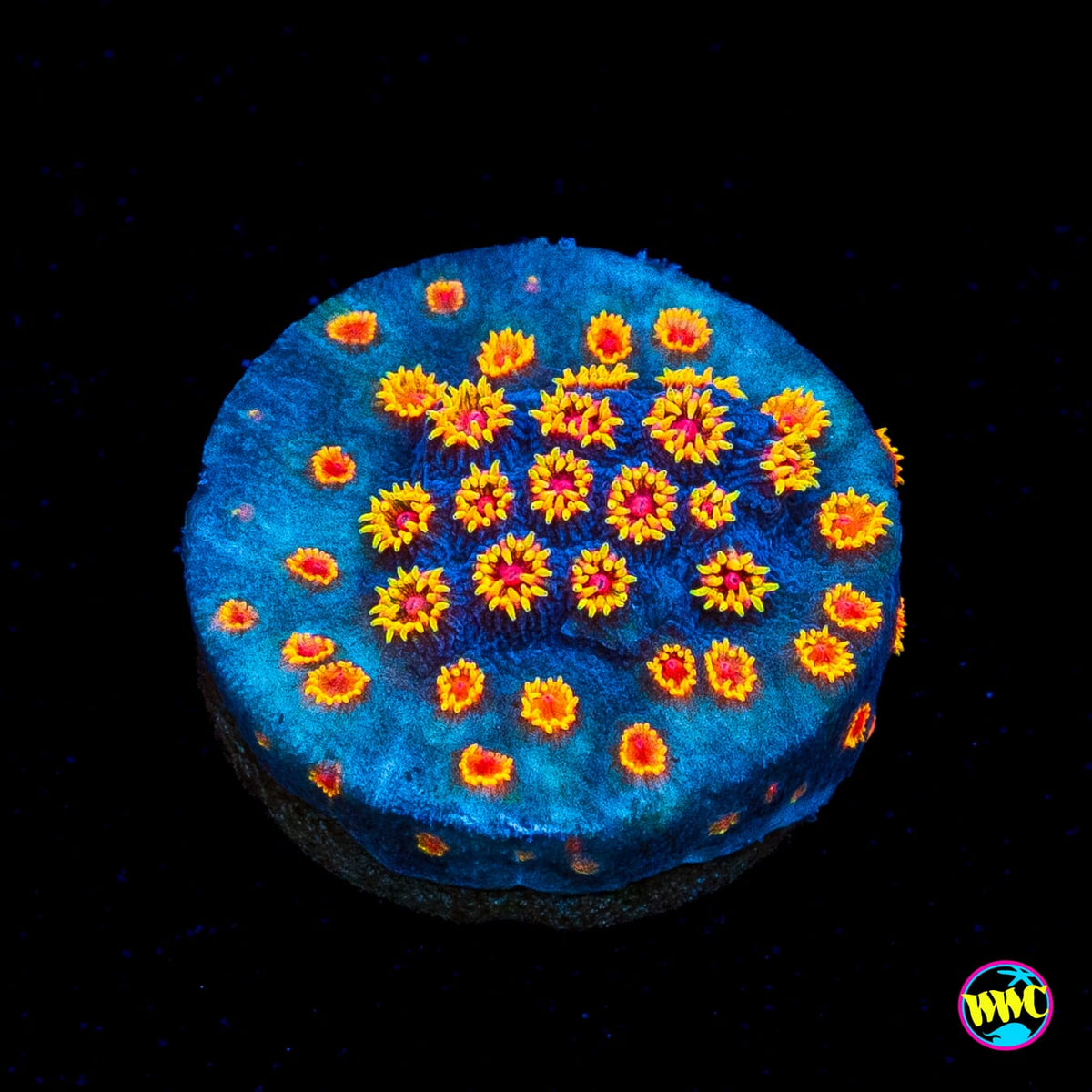 WWC Bizarro Cyphastrea