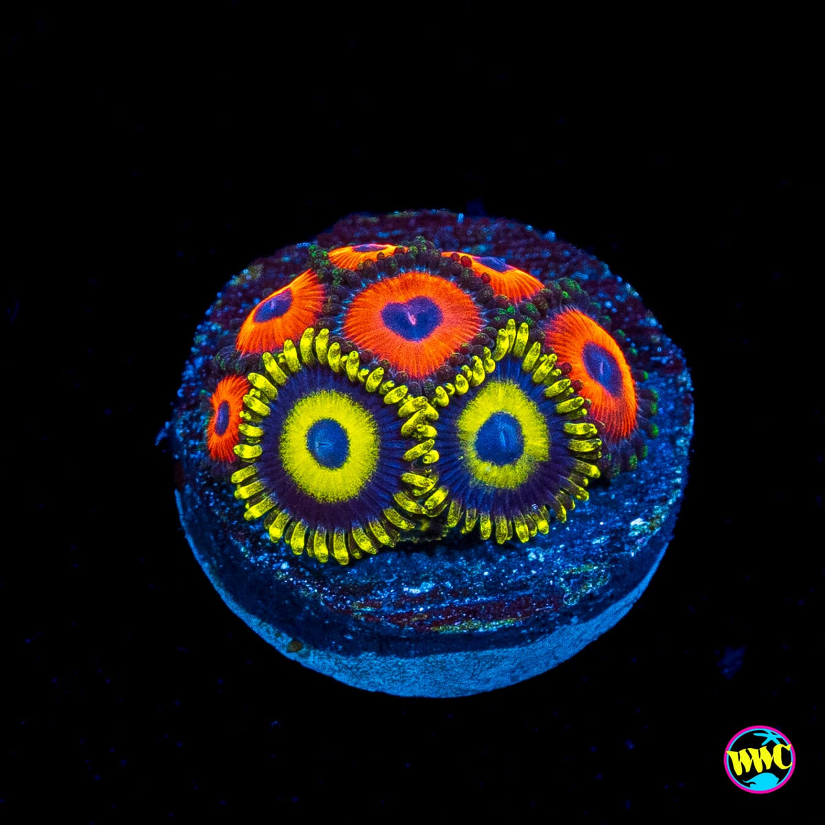 WWC Red Bull and LA Lakers Combo Zoanthids