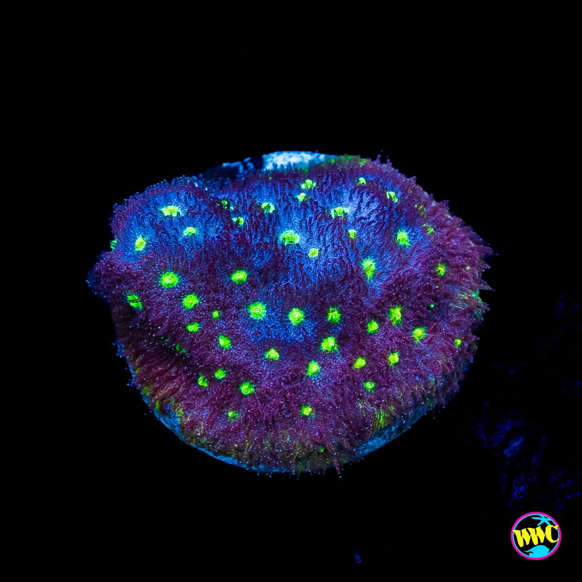 WWC Deep Space Psammocora