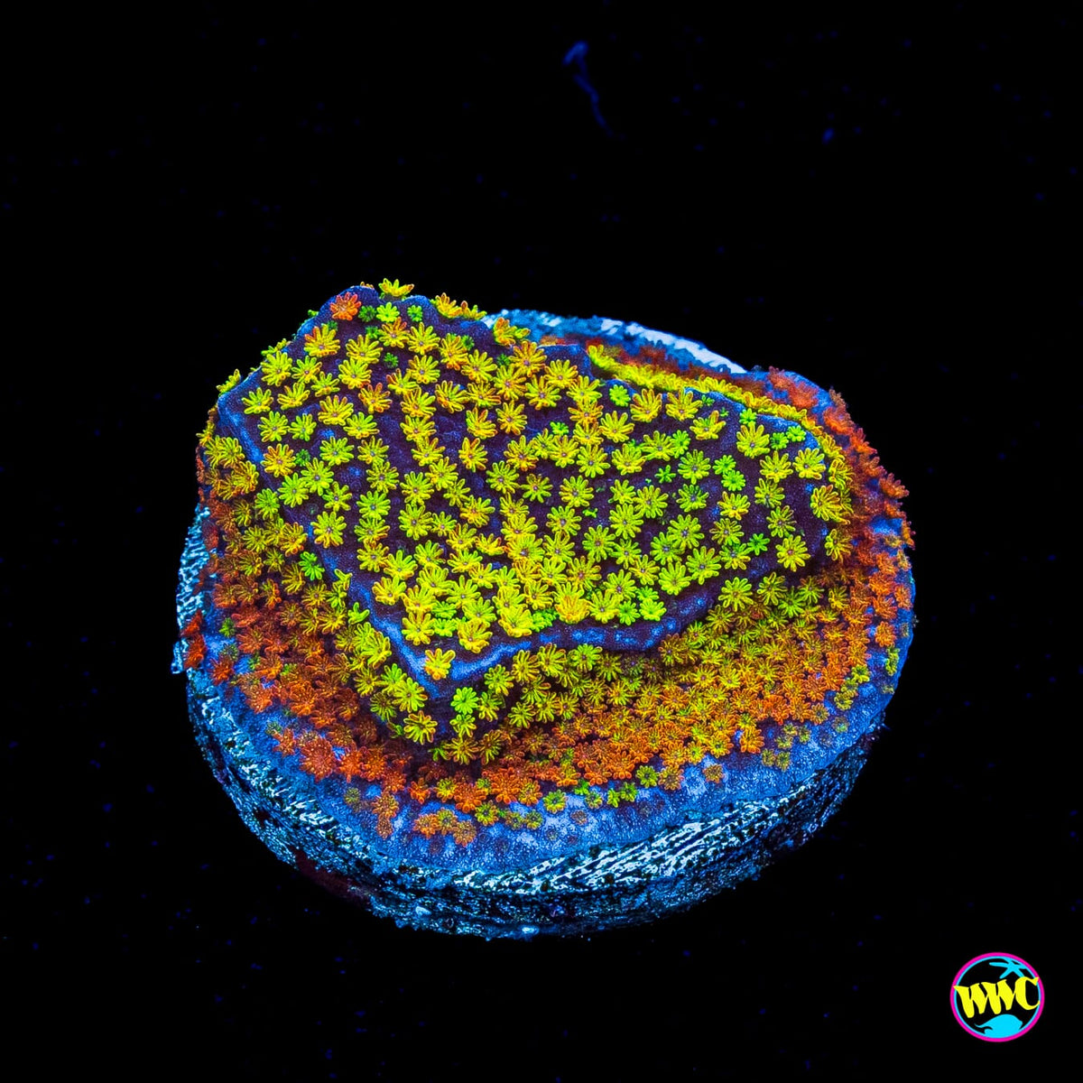 Rainbow Montipora