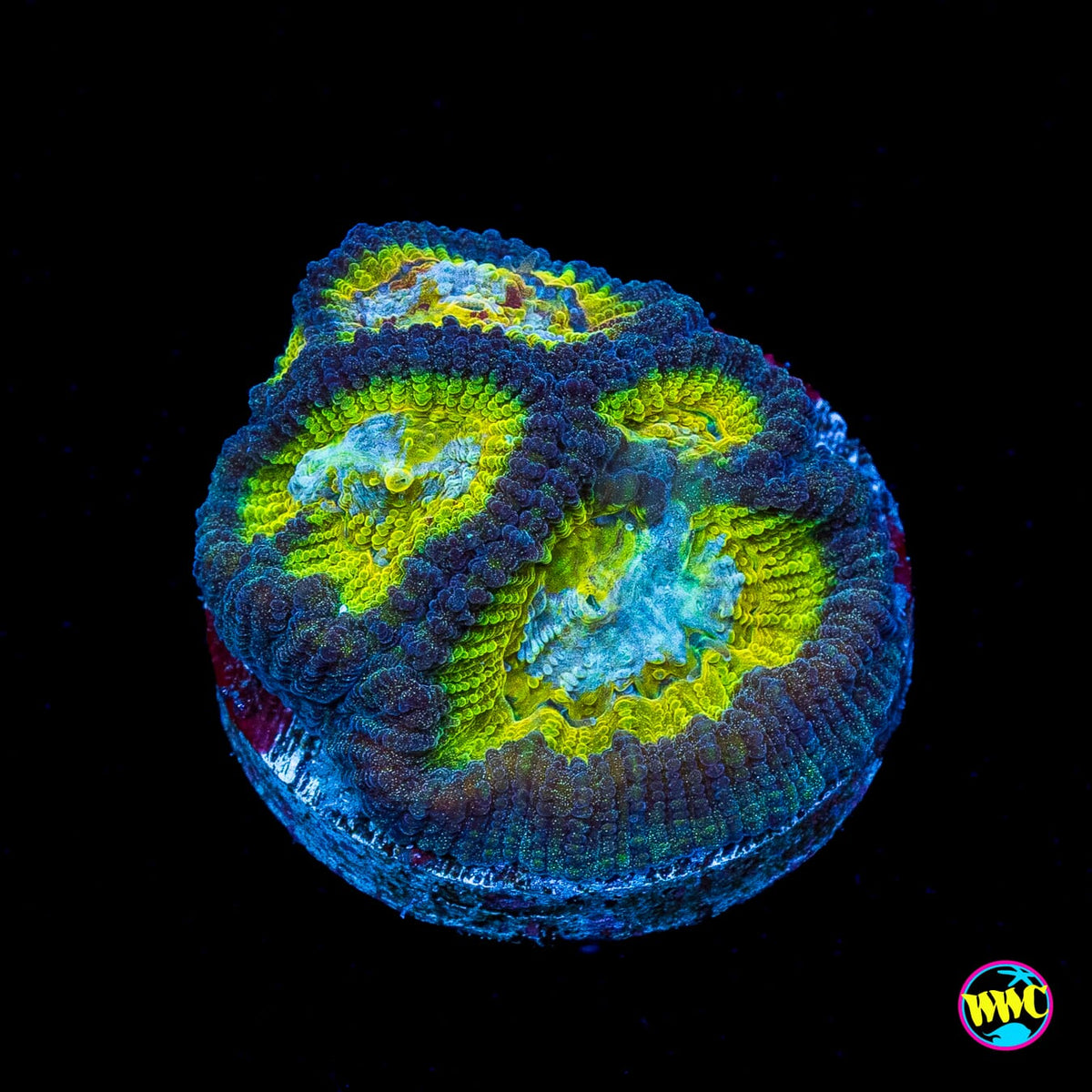 WWC Blue Lobster Favia