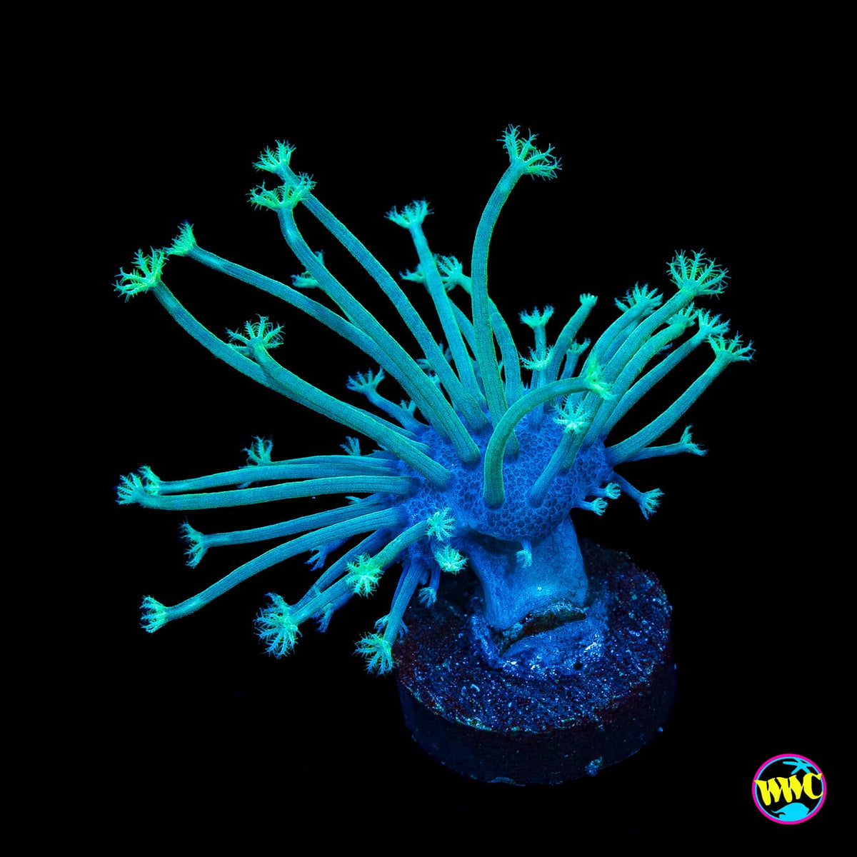 Weeping Willow Toadstool Leather