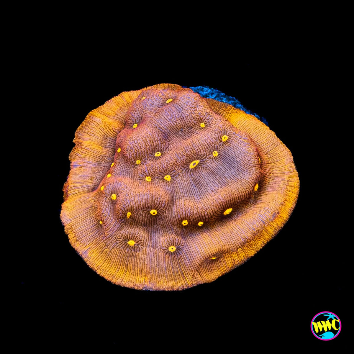 Jason Fox Sun God Leptoseris