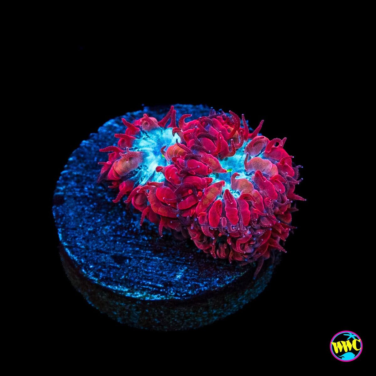 WWC Superman Merletti Blastomussa