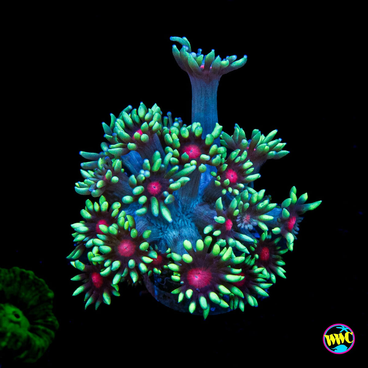 WWC Poison Nova Goniopora