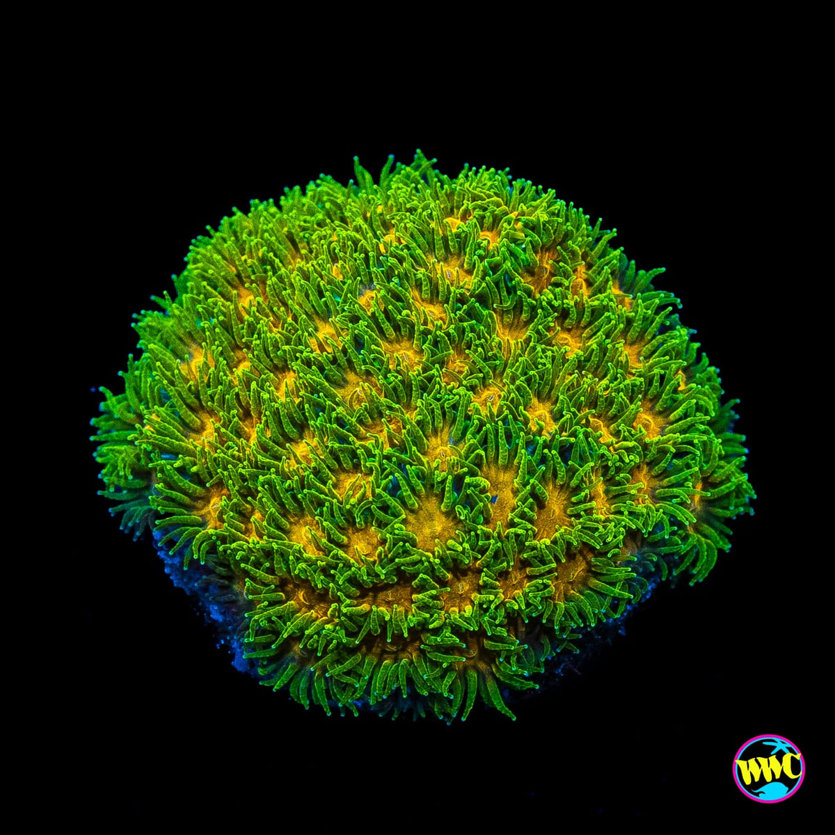 WWC Rogue Leptastrea