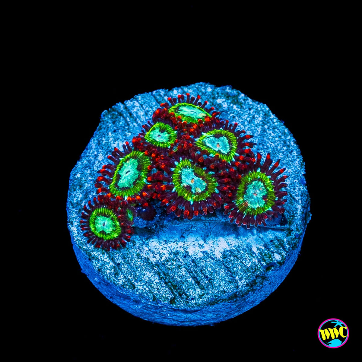 WWC Viridian Zoanthids