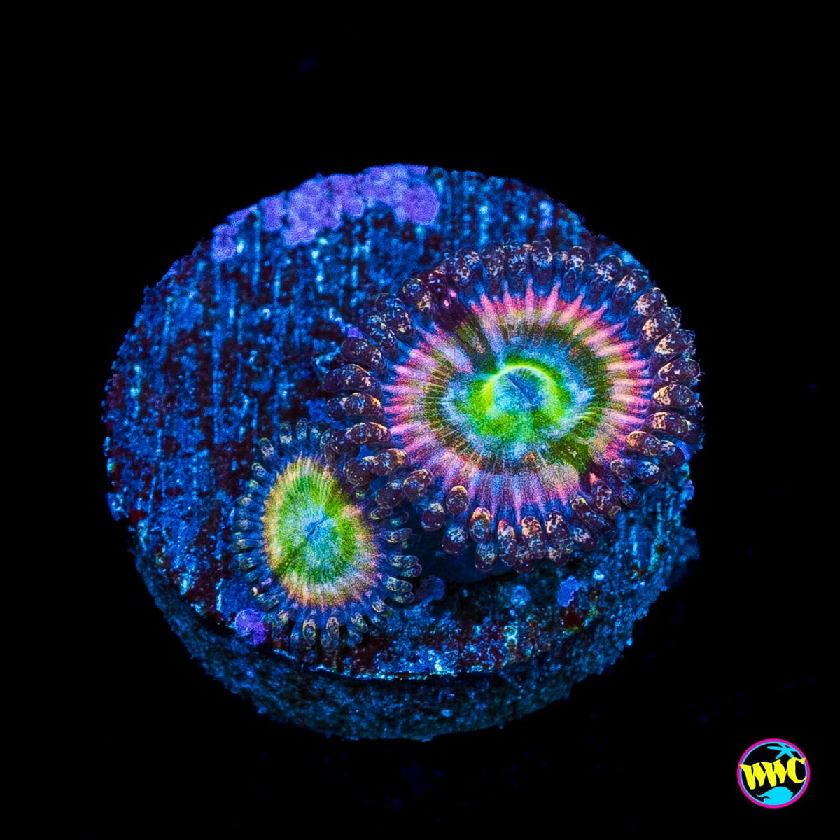 Rainbow Troll Zoanthids