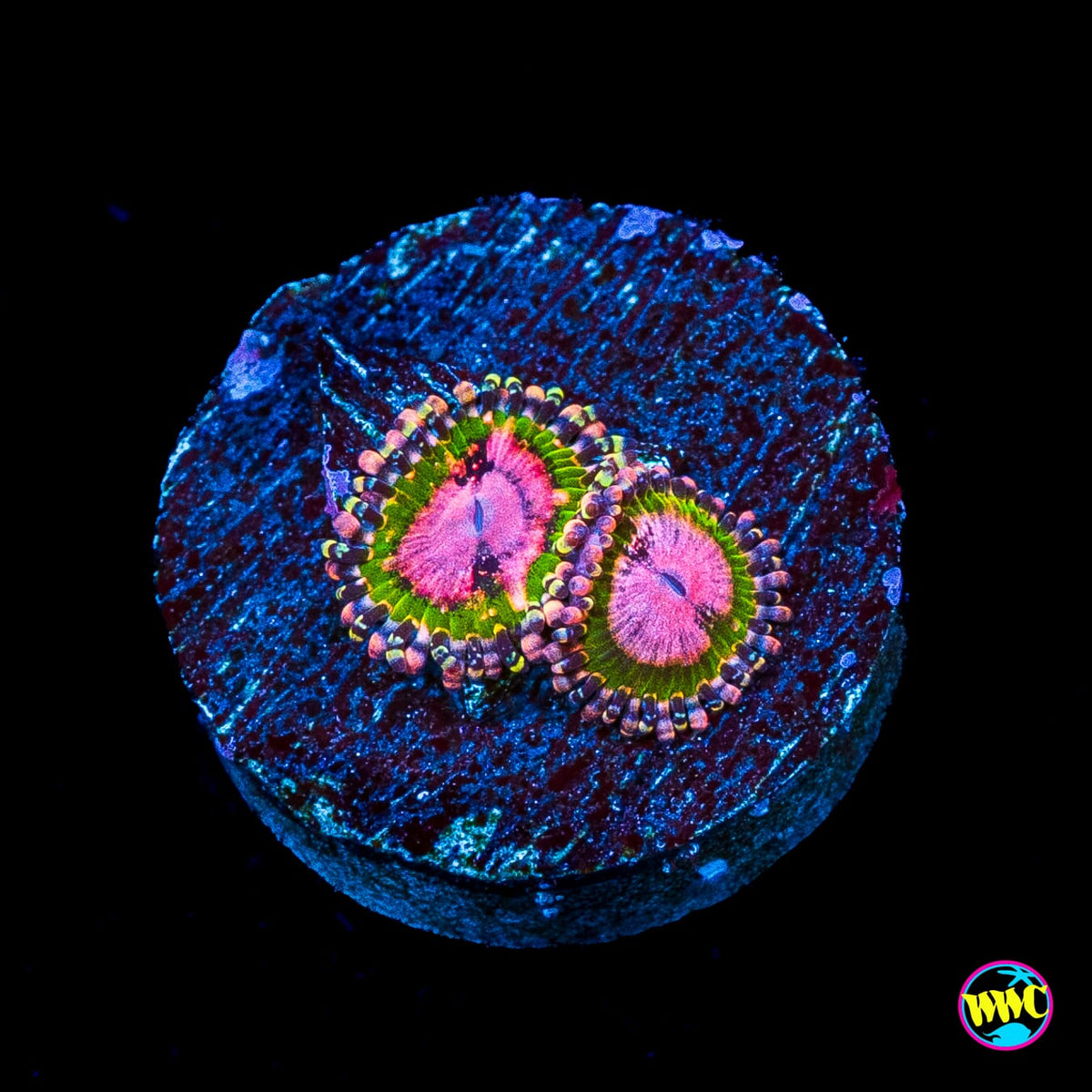 WWC Pink Krakatoa Zoanthids