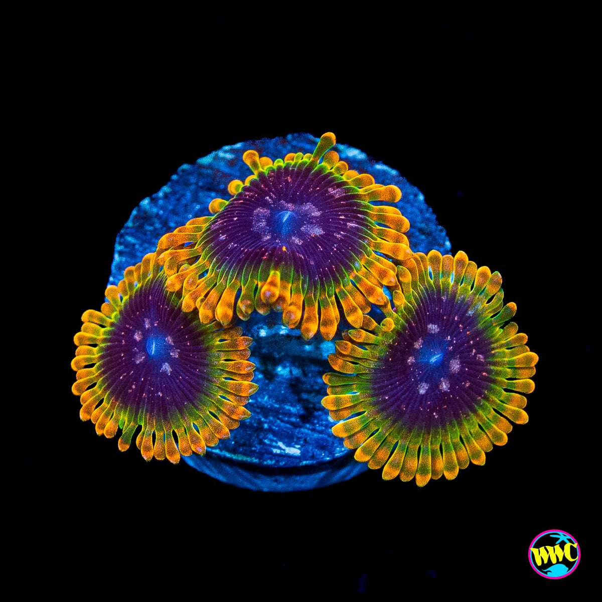 Jason Fox Acid Reflux Zoanthids