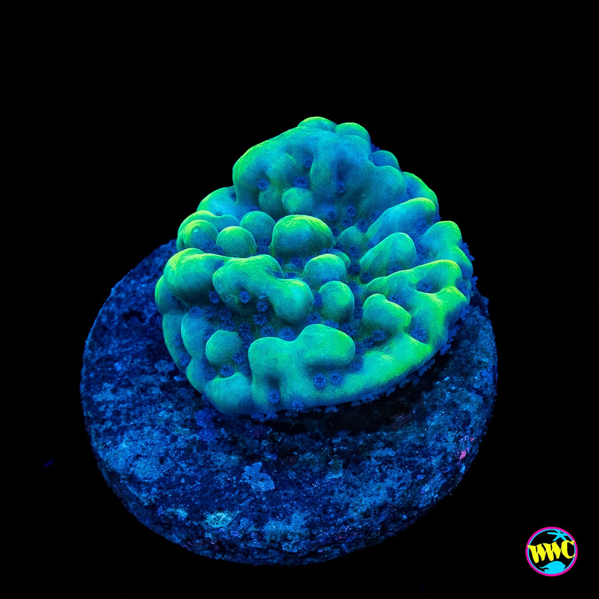 WWC Apple Berry Montipora