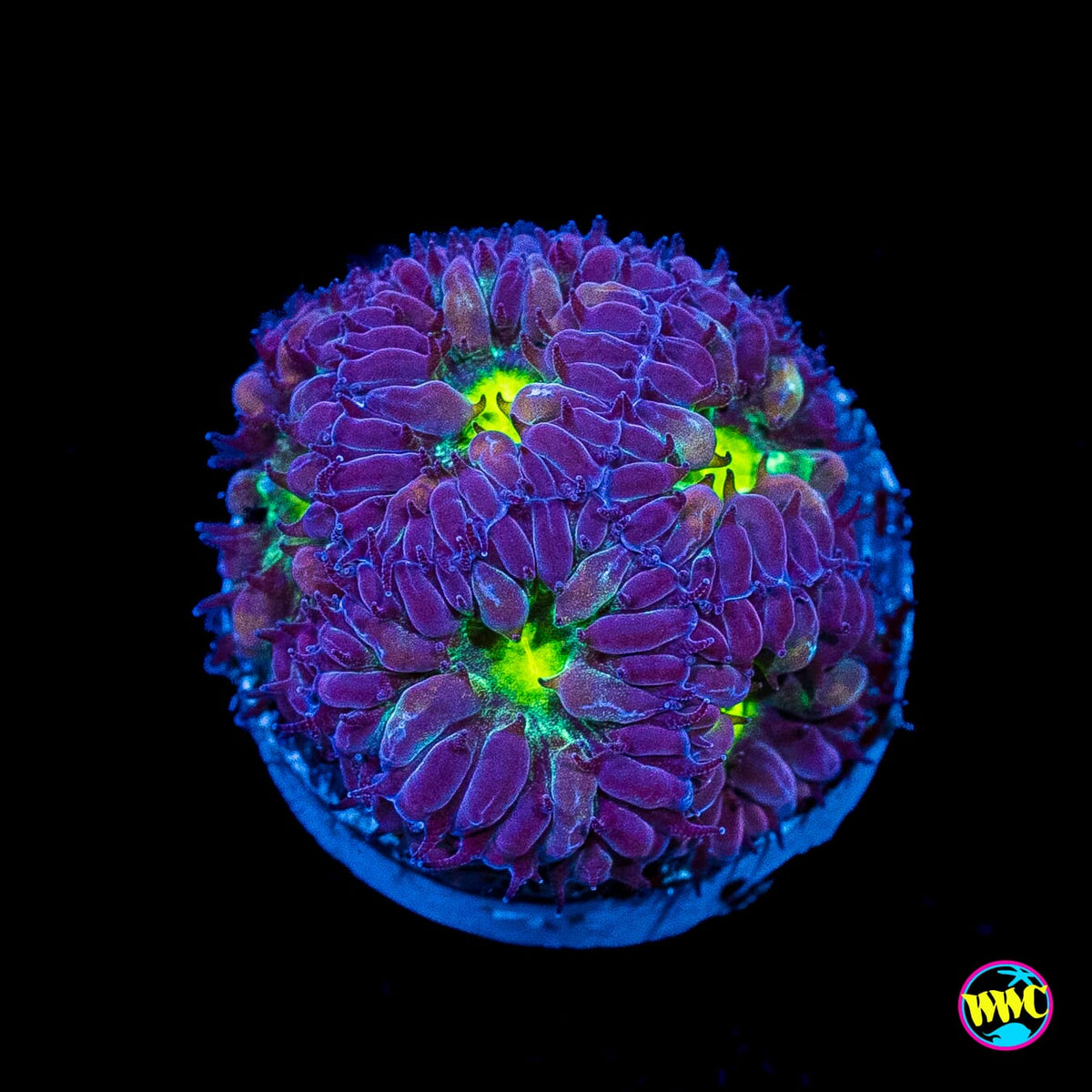 Twilight Merletti Blastomussa