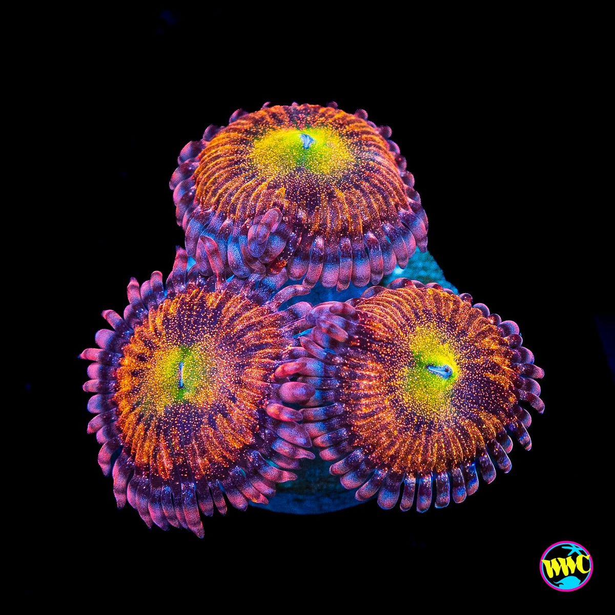 WWC Halle Berry Zoanthids
