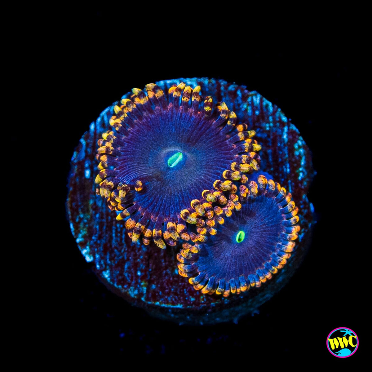 WWC Ultimate Chaos Zoanthids