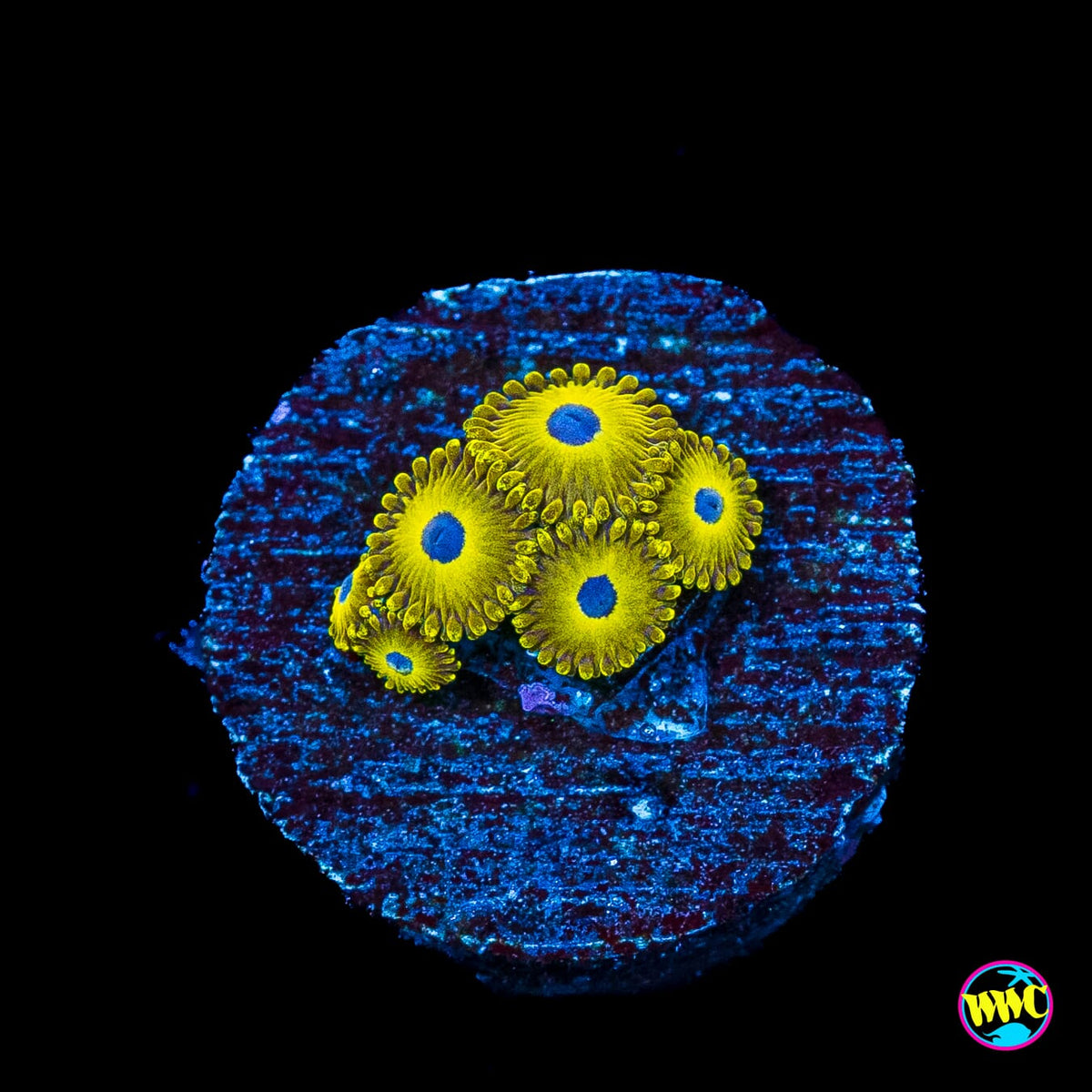 WWC Canary Island Zoanthids