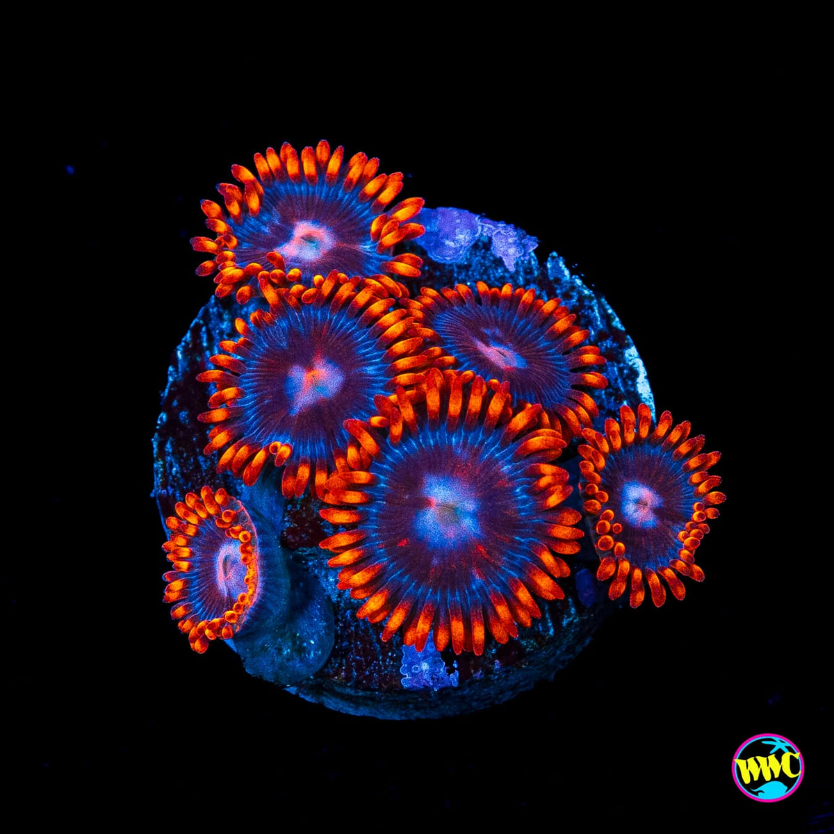 Red Steel Zoanthids
