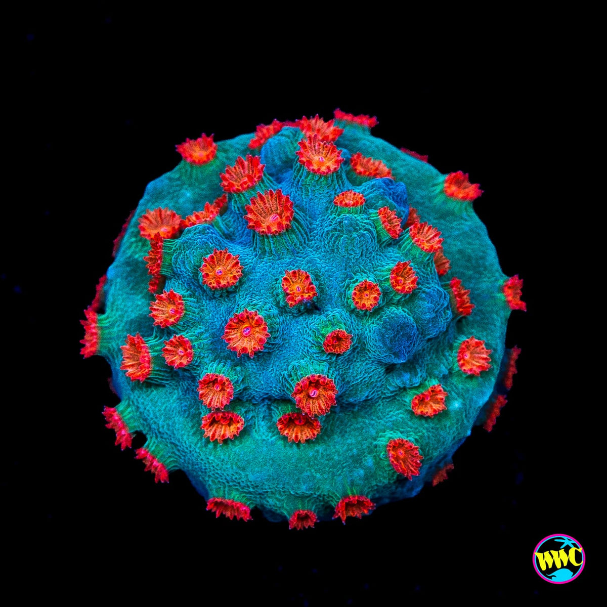 WWC Meteor Shower Cyphastrea