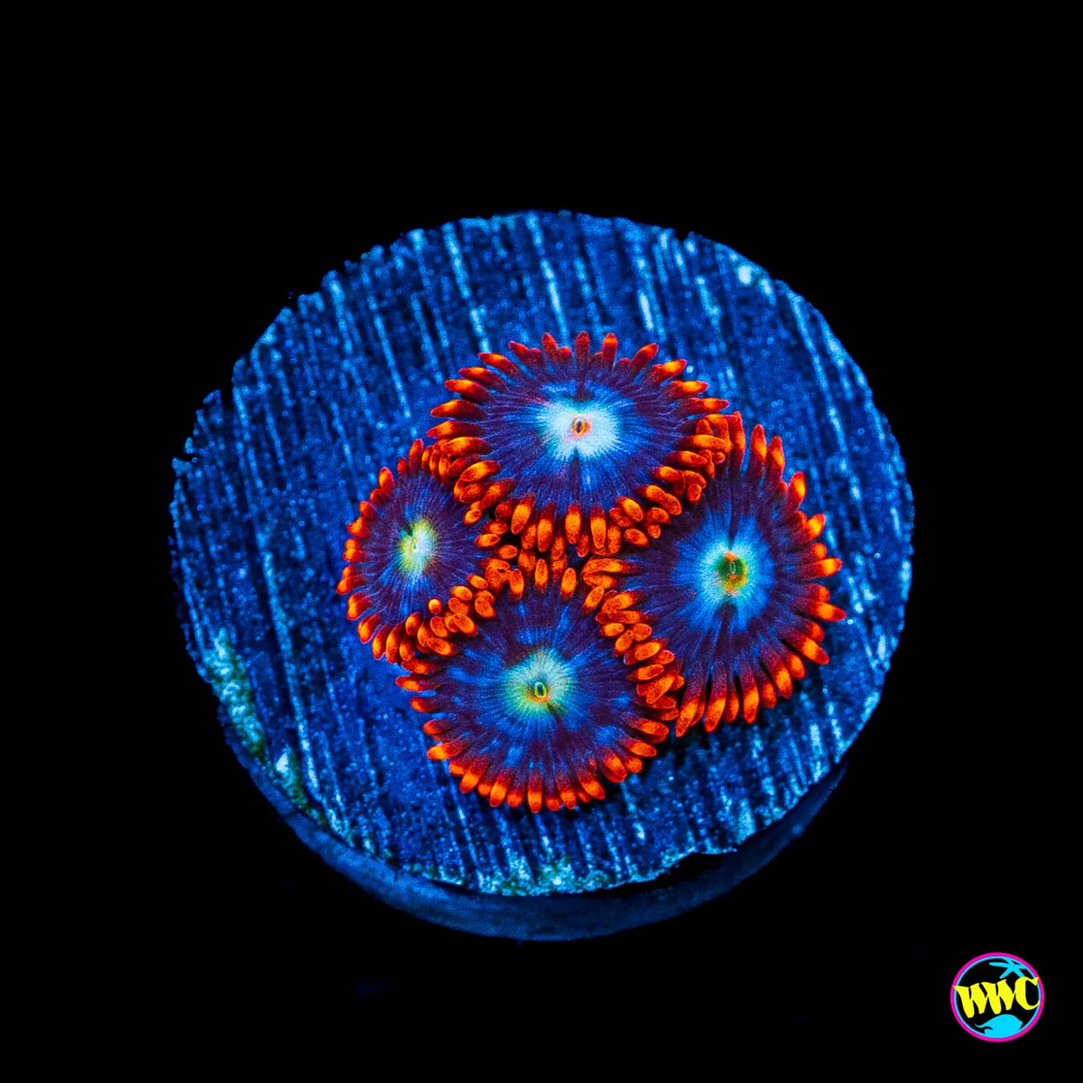 WWC Clementine Chaser Zoanthids
