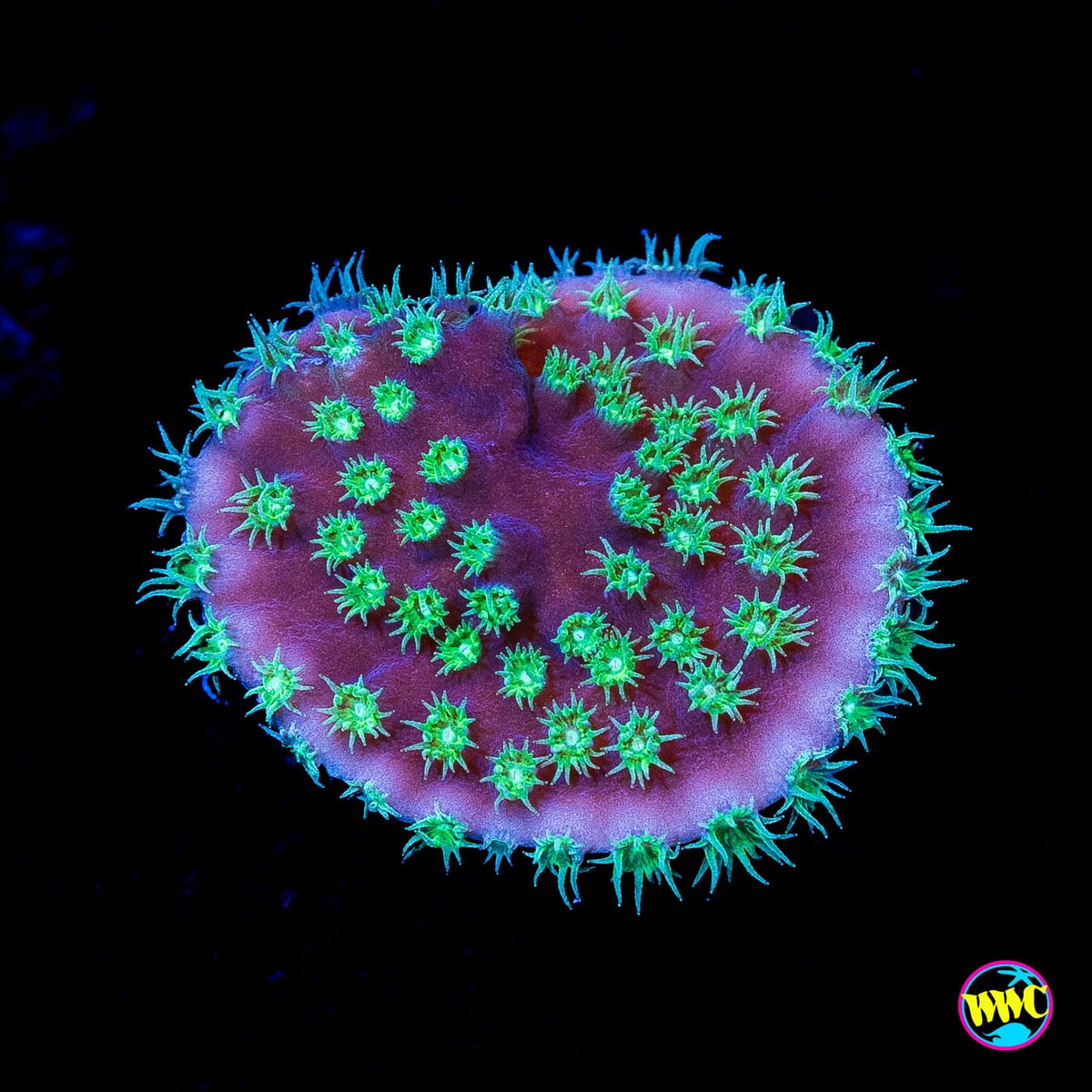 WWC Purple Scroll Turbinaria