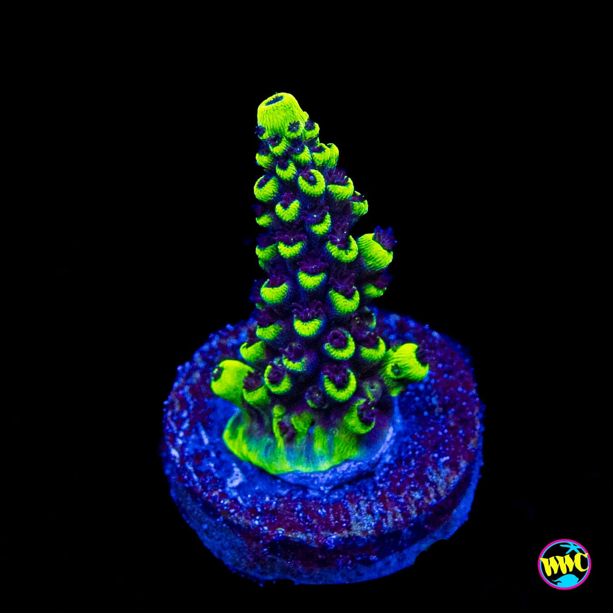 WWC Goblin Acropora