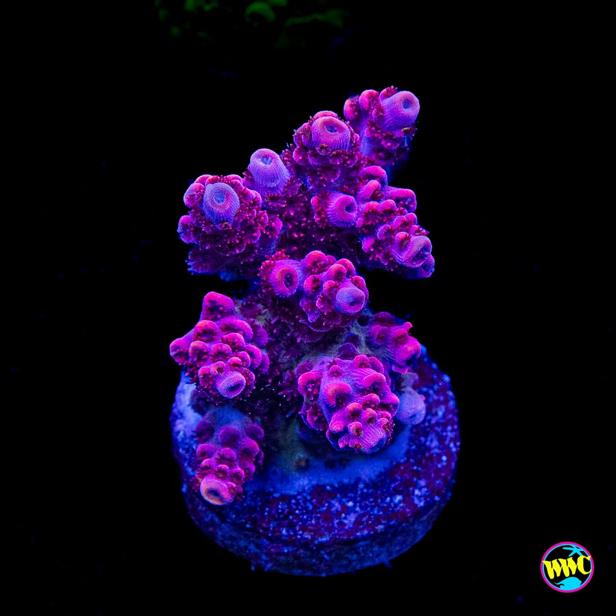 WWC Ruby Runner Acropora