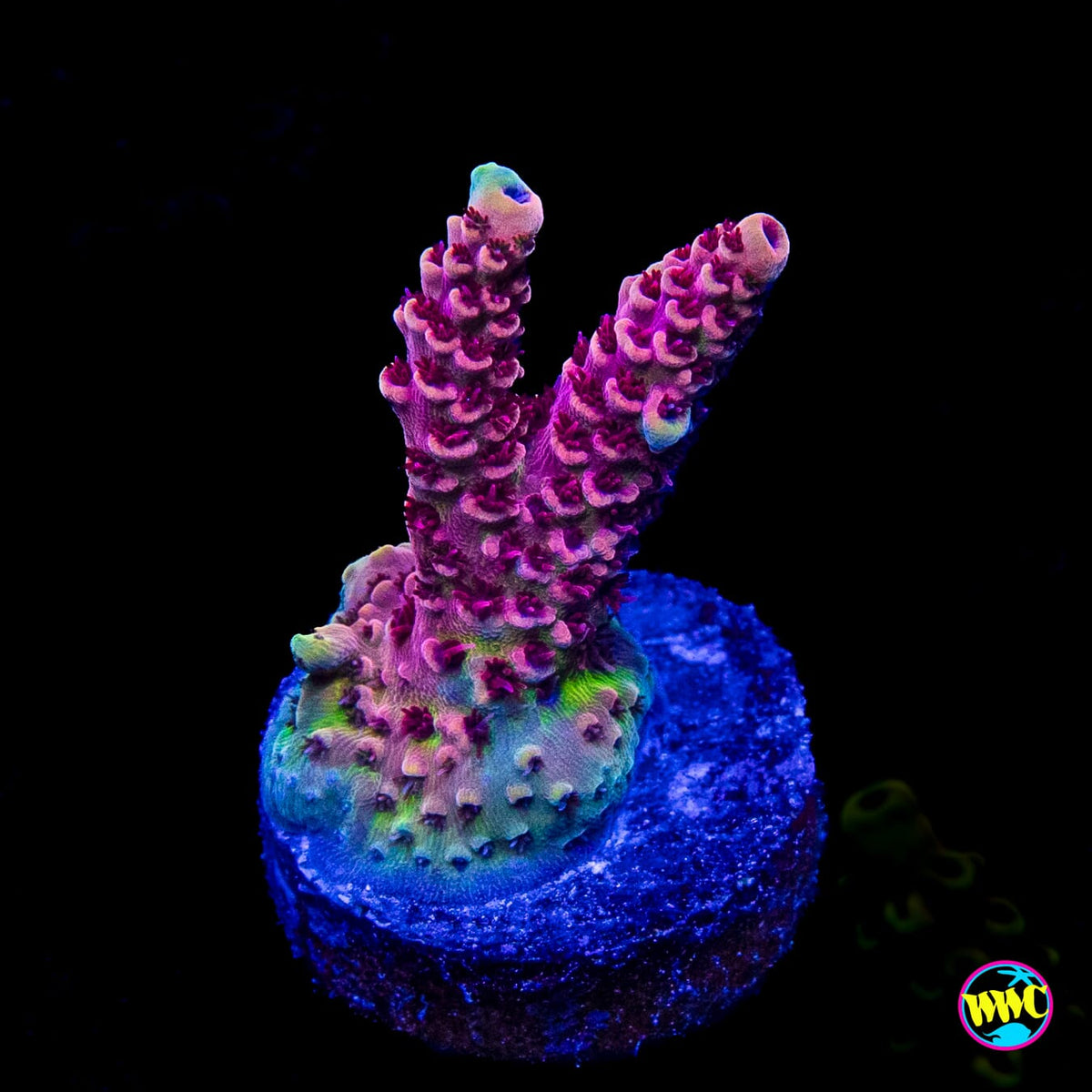 WWC Dragon Slayer Acropora