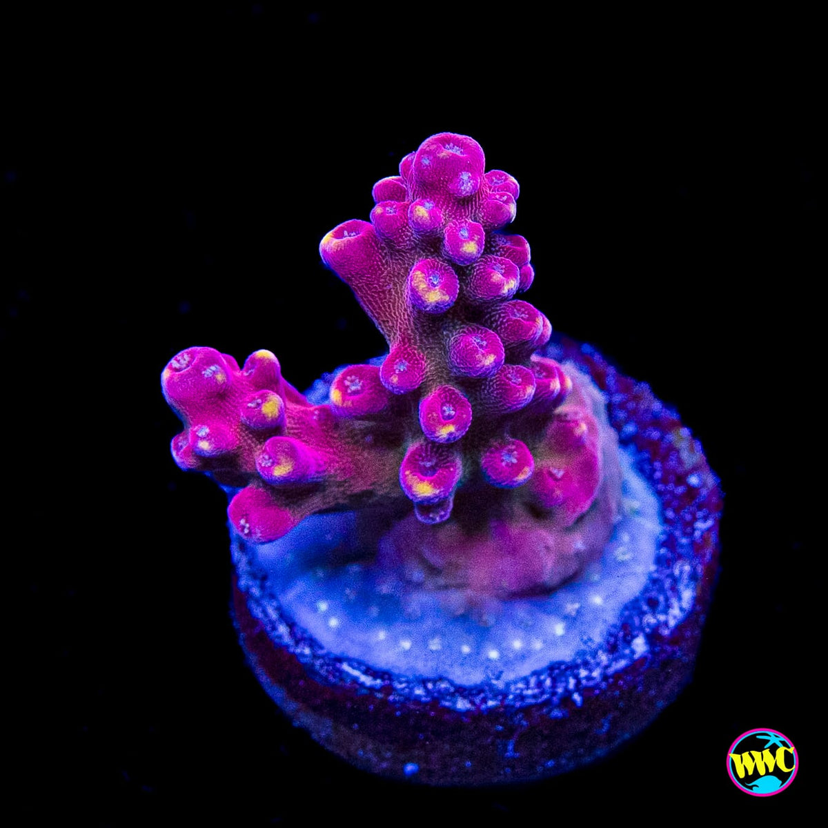 GWS Arcoiris Acropora