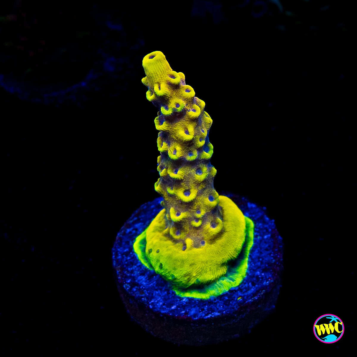 WWC Yellow Fever Acropora