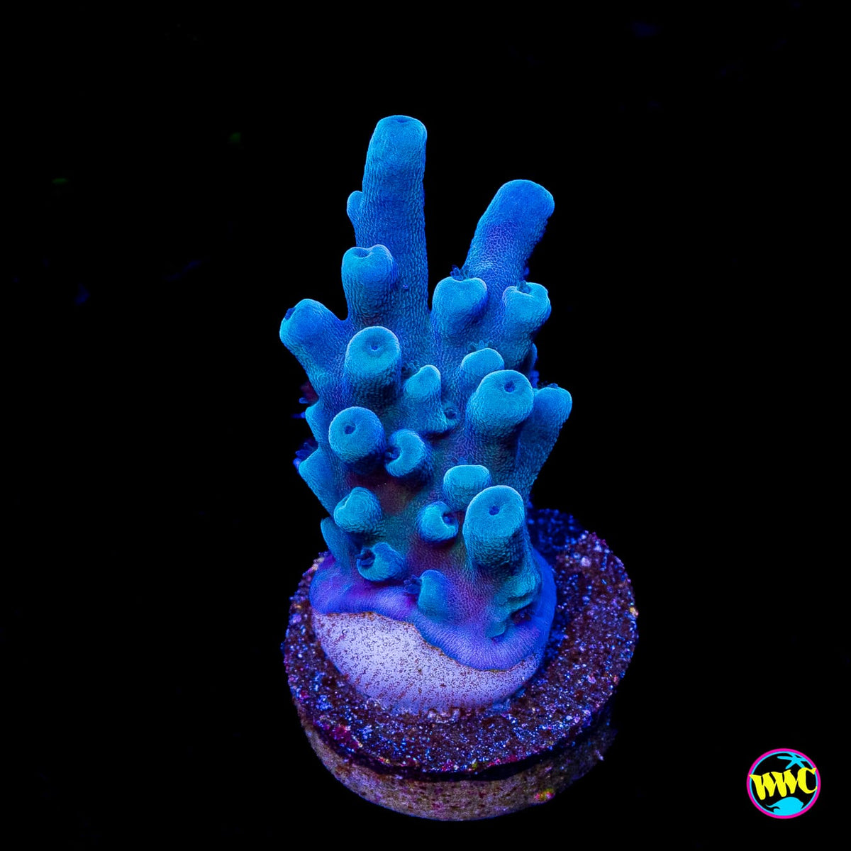 Oregon Tort Acropora